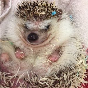 Meet your Posher, Macy